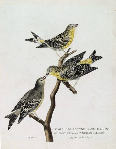 Tavola zoologica (ornitologia): dall