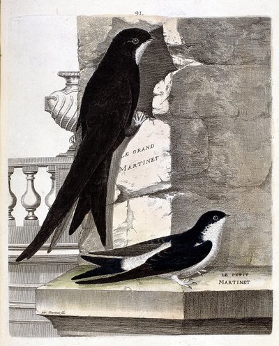 Carta zoologica (ornitologia): Rondone maggiore (rondone nero o apus apus) e Rondone minore (rondone delle finestre o urbica delichon). Illustrazione in “La storia degli uccelli, dipinti nei loro aspetti apparenti e sensibili” di Francois Nicolas Martinet  da Francois Nicolas Martinet