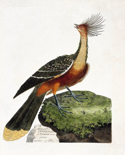 Tavola zoologica (ornitologia): Hoazin (hoazin huppe o opisthocomus hoazin). Illustrazione in 
