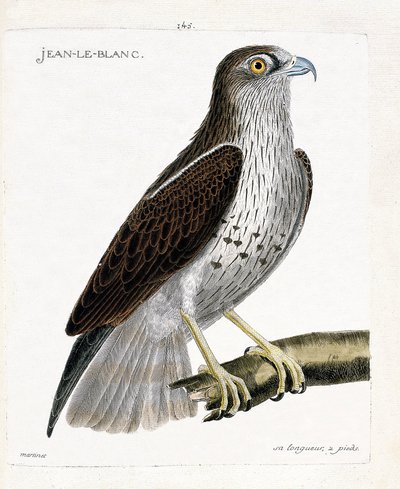 Jean-le-Blanc (circaetus gallicus) su un ramo. Illustrazione in "La storia degli uccelli, dipinti nei loro aspetti apparenti e sensibili" di Francois Nicolas Martinet (1731-1800). da Francois Nicolas Martinet