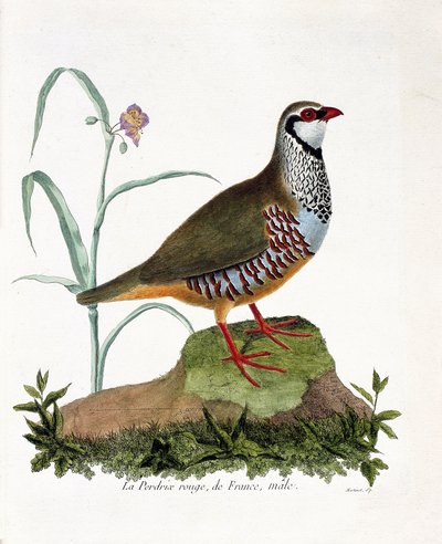 Pernice rossa di Francia, maschio (alectoris rufa). Illustrazione in "La storia degli uccelli, dipinti nei loro aspetti apparenti e sensibili" di Francois Nicolas Martinet (1731-1800). Collezione privata da Francois Nicolas Martinet
