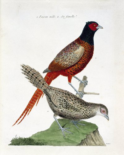 Tavola zoologica (ornitologia): Fagiano maschio e femmina (fagiano colchico o Phasianus colchicus). Illustrazione in 
