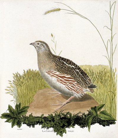 Tavola zoologica (ornitologia): Quaglia maschio (quaglia ble o coturnix coturnix). Illustrazione in 