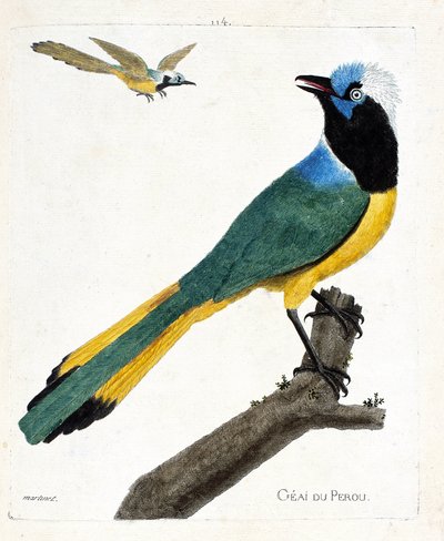 Tavola zoologica (ornitologia): ghiandaia del Perù (ghiandaia verde o cyanocorax yncas) su un ramo. Illustrazione in "La Storia degli Uccelli, Dipinti nei Loro Aspetti Apparenti e Sensibili" di Francois Nicolas Martinet (1731-1800). Collezione privata da Francois Nicolas Martinet