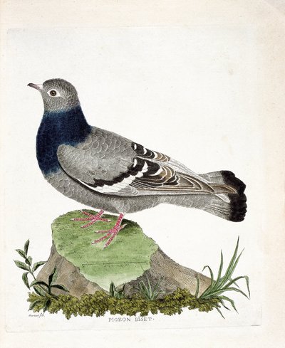 Tavola zoologica (ornitologia): Piccione selvatico (Columbia livia). Illustrazione in "La Storia degli Uccelli, Dipinti nei Loro Aspetti Apparenti e Sensibili" di Francois Nicolas Martinet (1731-1800). Collezione privata da Francois Nicolas Martinet