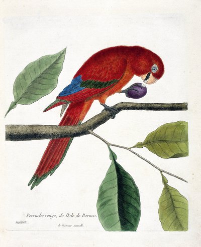 Parrocchetto rosso dell