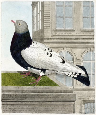 Tavola zoologica (ornitologia): Il piccione romano (columba livia). Illustrazione in "La Storia degli Uccelli, Dipinti nei Loro Aspetti Apparenti e Sensibili" di Francois Nicolas Martinet (1731-1800). Collezione privata da Francois Nicolas Martinet