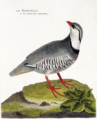Tavola zoologica (ornitologia): La bartavelle (pernice bartavelle o Alectoris graeca). Illustrazione in 
