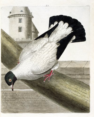Piccione domestico (columba livia). Illustrazione in "La storia degli uccelli, dipinti nei loro aspetti apparenti e sensibili" di Francois Nicolas Martinet (1731-1800). Collezione privata da Francois Nicolas Martinet