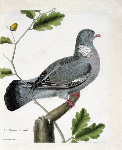 Tavola zoologica (ornitologia): Il piccione ramato (columba palumbus) su un ramo. Illustrazione in "La storia degli uccelli, dipinti nei loro aspetti apparenti e sensibili" di François Nicolas Martinet (1731-1800). Collezione privata da Francois Nicolas Martinet