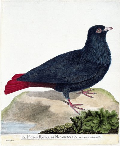 Tavola zoologica (ornitologia): Il piccione ramificato del Madagascar (Founingo blu o alectroenas madagascariensis). Illustrazione in "La storia degli uccelli, dipinti nel loro aspetto apparente e sensibile" di François Nicolas Martinet (1731-1800). Collez da Francois Nicolas Martinet
