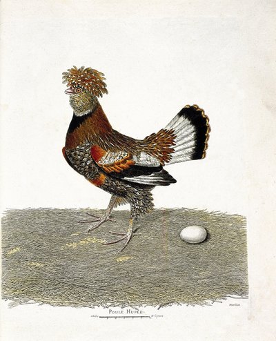 Tavola zoologica (ornitologia): Il pollo (gallina domestica o gallus gallus) e il suo uovo. Illustrazione in "La storia degli uccelli, dipinti nel loro aspetto apparente e sensibile" di François Nicolas Martinet (1731-1800). Collezione privata. da Francois Nicolas Martinet