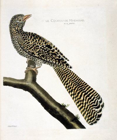 Tavola zoologica (ornitologia): Il cuculo di Mindanao (koel cuckoo o Eudynamys scolopacea) su un ramo. Illustrazione in "La storia degli uccelli, dipinti nei loro aspetti apparenti e sensibili" di François Nicolas Martinet (1731-1800). Collezione privata da Francois Nicolas Martinet