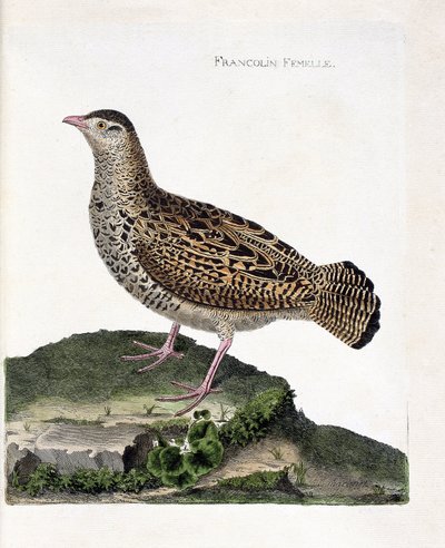 Tavola zoologica (ornitologia): La femmina del francolino (francolino nero o francolinus francolinus). Illustrazione in "La storia degli uccelli, dipinti nel loro aspetto apparente e sensibile" di François Nicolas Martinet (1731-1800). Collezione privata. da Francois Nicolas Martinet