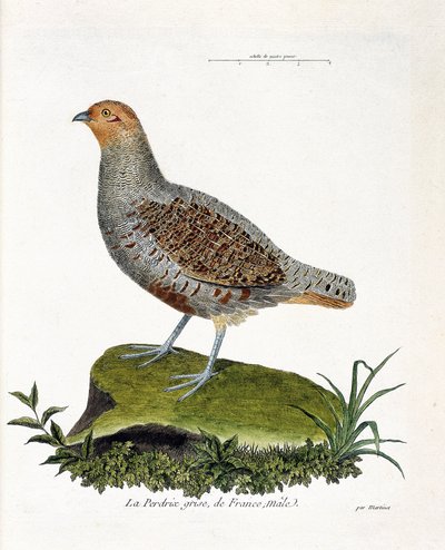 Tavola zoologica (ornitologia): La pernice grigia di Francia, maschio (pernice grigia o pernice). Illustrazione in "La storia degli uccelli, dipinti nel loro aspetto apparente e sensibile" di François Nicolas Martinet (1731-1800). Collezione privata. da Francois Nicolas Martinet