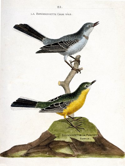 Tavola zoologica (ornitologia): il maschio di ballerina bianca (Motacilla alba) su un ramo e la femmina di ballerina gialla (Motacilla flava). Illustrazione in "La Storia degli Uccelli, Dipinti nei Loro Aspetti Apparenti e Sensibili" di Francois Nicolas Ma da Francois Nicolas Martinet
