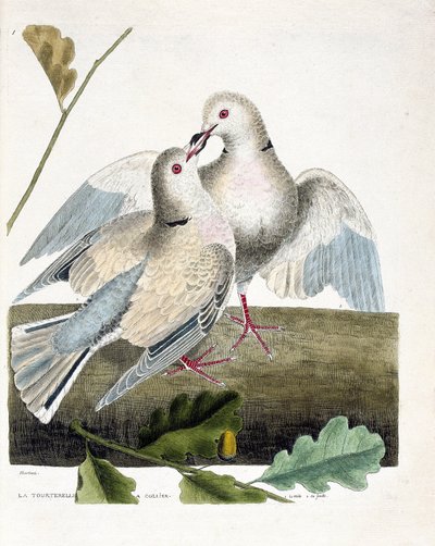 Tavola zoologica (ornitologia): La tortora dal collo (tortora rosa e grigia o streptopelia roseogrisea). Illustrazione in "La storia degli uccelli, dipinti nel loro aspetto apparente e sensibile" di François Nicolas Martinet (1731-1800). Collezione privata da Francois Nicolas Martinet