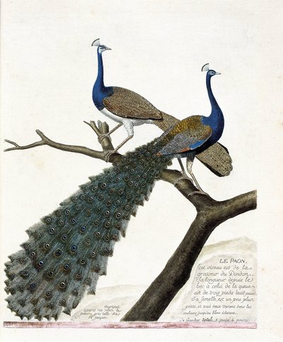 Tavola zoologica (ornitologia): Il pavone (pavone blu o pavo cristatus). Illustrazione in "La Storia degli Uccelli, Dipinti nei Loro Aspetti Apparenti e Sensibili" di Francois Nicolas Martinet (1731-1800). Collezione privata da Francois Nicolas Martinet