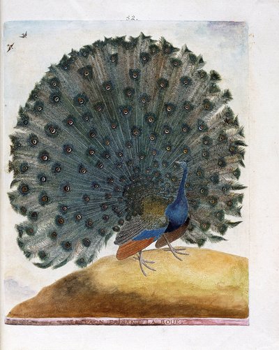 Tavola zoologica (ornitologia): Il pavone che fa la ruota (pavone blu o Pavo cristatus). Illustrazione in 