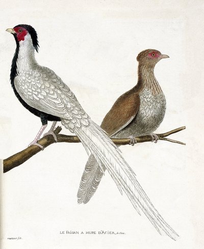 Tavola zoologica (ornitologia): Il fagiano ha una hupe d