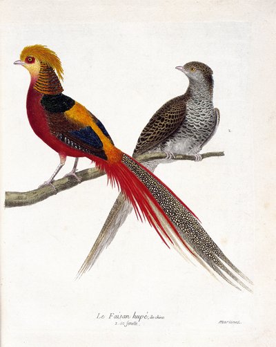 Tavola zoologica (ornitologia): Il fagiano della Cina e la sua femmina (fagiano dorato e chrysolophus) su un ramo. Illustrazione in "La storia degli uccelli, dipinti nel loro aspetto apparente e sensibile" di François Nicolas Martinet (1731-1800). Collezio da Francois Nicolas Martinet