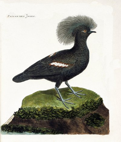 Tavola zoologica (ornitologia): Il fagiano dell