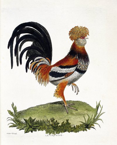 Tavola zoologica (ornitologia): Il gallo (gallo domestico o gallus gallus). Illustrazione in 