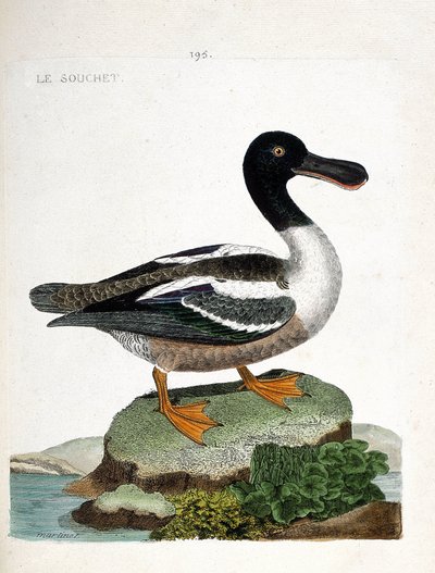 Carta zoologica (ornitologia): l