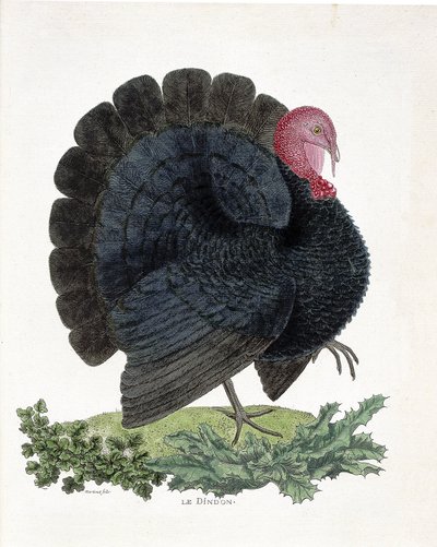 Tavola zoologica (ornitologia): Tacchino (tacchino domestico o Melaeagris gallopavo). Illustrazione in "La Storia degli Uccelli, Dipinti nei Loro Aspetti Apparenti e Sensibili" di Francois Nicolas Martinet (1731-1800) da Francois Nicolas Martinet