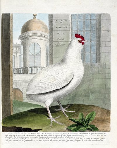 Tavola zoologica (ornitologia): Gallina della Virginia o galline senza groppa (gallina domestica iu gallus gallus). Illustrazione in "La Storia degli Uccelli, Dipinti nei Loro Aspetti Apparenti e Sensibili" di Francois Nicolas Martinet (1731-1800). Collezi da Francois Nicolas Martinet
