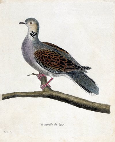 Tavola zoologica (ornitologia): Colomba selvatica (colomba selvatica o streptopelia turtur) su un ramo. Illustrazione in 