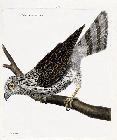 Carta zoologica (ornitologia): astore biondo (astore o accipiter gentilis) su un ramo. Illustrazione in “La storia degli uccelli, dipinti nei loro aspetti apparenti e sensibili” di Francois Nicolas Martinet (1731-1800). Collezione privata da Francois Nicolas Martinet