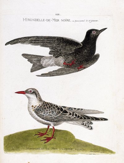 Tavola zoologica (ornitologia): sterna nera (sterna nera o chlidonias niger) in volo e sterna mustacchiata (moustac guifette o chlidonias hybrida). Illustrazione in "La Storia degli Uccelli, Dipinti nei Loro Aspetti Apparenti e Sensibili" di Francois Nicol da Francois Nicolas Martinet