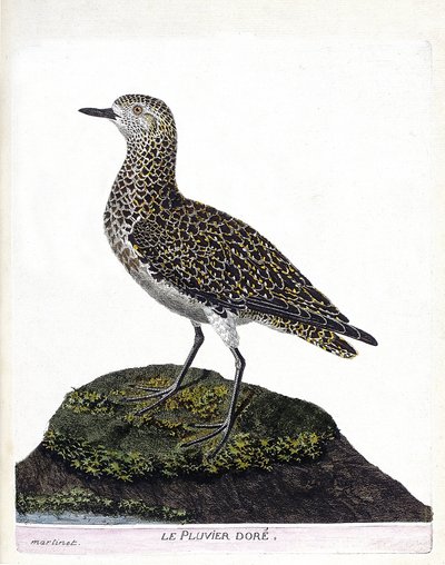 Carta zoologica (ornitologia): casuario (casuario elmo o cassuarius cassuarius). Illustrazione in “La storia degli uccelli, dipinti nei loro aspetti apparenti e sensibili” di Francois Nicolas Martinet (1731-1800). Collezione privata da Francois Nicolas Martinet