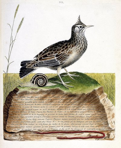 Tavola zoologica (ornitologia): cochevis (cochevis huppe o Galerida cristata). Illustrazione in "La storia degli uccelli, dipinti nei loro aspetti apparenti e sensibili" di François Nicolas Martinet (1731-1800). Collezione privata da Francois Nicolas Martinet