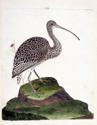 Chiurlo (numenius arquata). Illustrazione in "La storia degli uccelli, dipinti nei loro aspetti apparenti e sensibili" di Francois Nicolas Martinet (1731-1800). Collezione privata. da Francois Nicolas Martinet