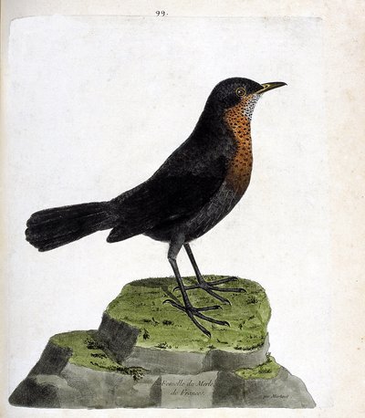 Merla (turdus merula). Illustrazione in "La storia degli uccelli, dipinti nei loro aspetti apparenti e sensibili" di Francois Nicolas Martinet (1731-1800). Collezione privata. da Francois Nicolas Martinet