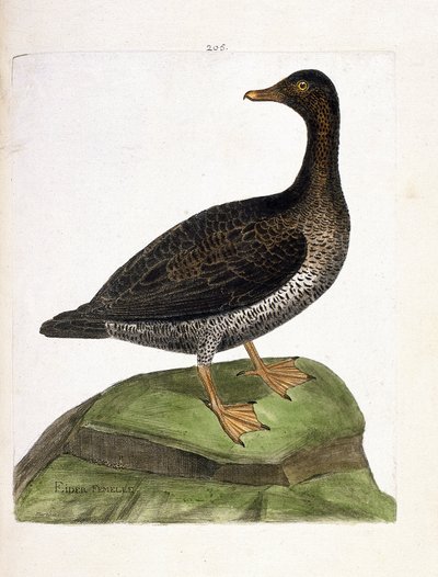 Carta zoologica (ornitologia): edredone femmina (edredone o somateria mollissima). Illustrazione in “La storia degli uccelli, dipinti nei loro aspetti apparenti e sensibili” di Francois Nicolas Martinet (1731-1800). Collezione privata da Francois Nicolas Martinet