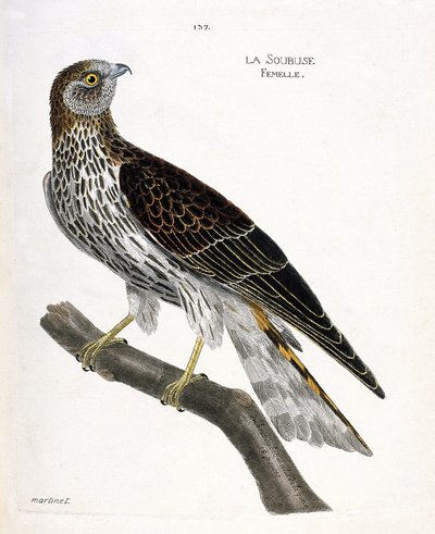Soubuse femmina (circus cyaneus) su un ramo. Illustrazione in "La storia degli uccelli, dipinti nei loro aspetti apparenti e sensibili" di Francois Nicolas Martinet (1731-1800). Collezione privata. da Francois Nicolas Martinet