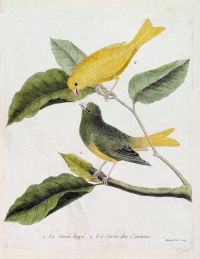 Tavola zoologica (ornitologia): dal basso verso l