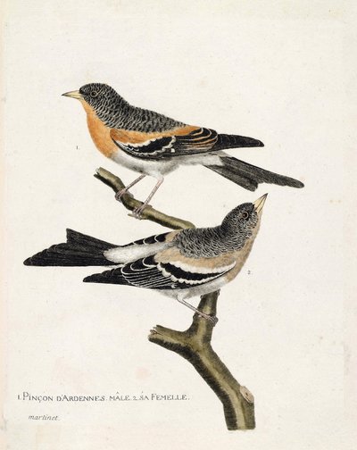 Tavola zoologica (ornitologia): dall