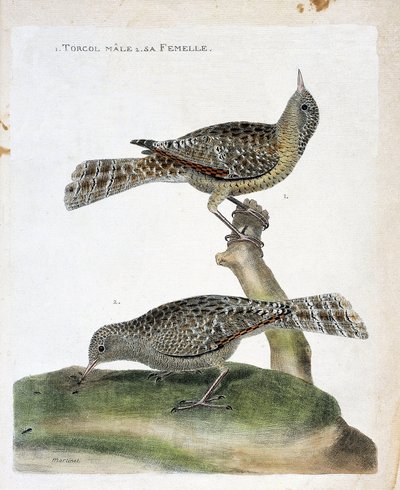 Il torcicollo maschio e la sua femmina (Jynx torquilla). Illustrazione in "La storia degli uccelli, dipinti nei loro aspetti apparenti e sensibili" di Francois Nicolas Martinet (1731-1800). Collezione privata da Francois Nicolas Martinet