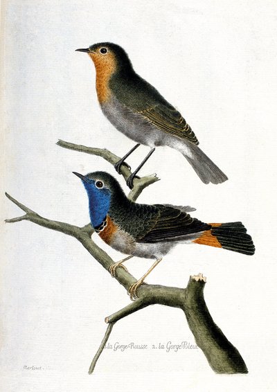 Pettirosso e pettazzurro (luscinia svecica) su un ramo. Illustrazione in "La storia degli uccelli, dipinti nei loro aspetti apparenti e sensibili" di Francois Nicolas Martinet. da Francois Nicolas Martinet