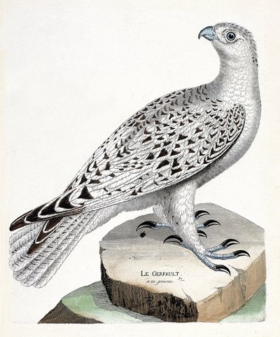 Il falco gerifalte (falco rusticolus). Illustrazione in "La storia degli uccelli, dipinti nei loro aspetti apparenti e sensibili" di Francois Nicolas Martinet (1731-1800). Collezione privata da Francois Nicolas Martinet