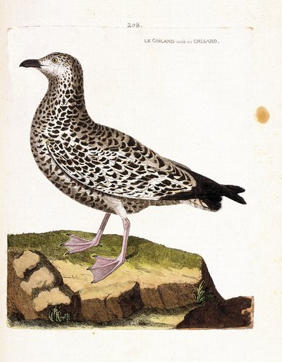 Tavola zoologica (ornitologia): gabbiano variabile o grigio (gabbiano o larus sp). Illustrazione in "La Storia degli Uccelli, Dipinti nei Loro Aspetti Apparenti e Sensibili" di Francois Nicolas Martinet (1731-1800). Collezione privata da Francois Nicolas Martinet