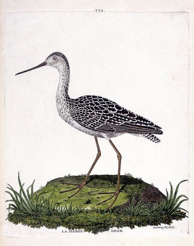 Tavola zoologica (ornitologia): pittima minore (pittima rossa o limosa lapponica). Illustrazione in "La Storia degli Uccelli, Dipinti nei Loro Aspetti Apparenti e Sensibili" di Francois Nicolas Martinet (1731-1800). Collezione privata da Francois Nicolas Martinet
