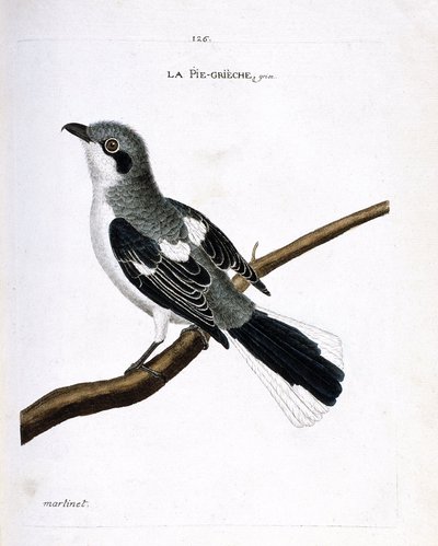 Carta zoologica (ornitologia): averla grigia (averla grigia o lanius excubitor) su un ramo. Illustrazione in “La storia degli uccelli, dipinti nei loro aspetti apparenti e sensibili” di Francois Nicolas Martinet (1731-1800). Collezione privata da Francois Nicolas Martinet