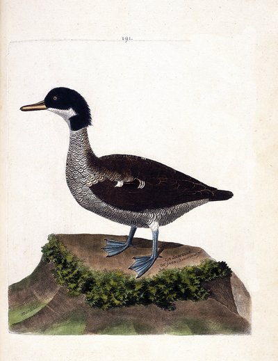 Carta zoologica (ornitologia): alzavola di Giava (alzavola grigia o anas gibberifrons). Illustrazione in “La storia degli uccelli, dipinti nei loro aspetti apparenti e sensibili” di Francois Nicolas Martinet (1731-1800). Collezione privata da Francois Nicolas Martinet