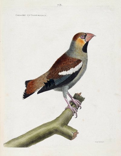 Tavola zoologica (ornitologia): grosbeak o nuclei (coccauthrausts) su un ramo. Illustrazione in "La Storia degli Uccelli, Dipinti nei Loro Aspetti Apparenti e Sensibili" di Francois Nicolas Martinet (1731-1800). Collezione privata da Francois Nicolas Martinet