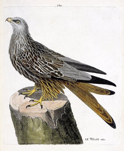 Tavola zoologica (ornitologia): milano maschio (milano reale o milvus milvus). Illustrazione in "La Storia degli Uccelli, Dipinti nei Loro Aspetti Apparenti e Sensibili" di Francois Nicolas Martinet (1731-1800). Collezione privata da Francois Nicolas Martinet